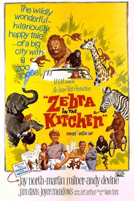 Zebra in the Kitchen